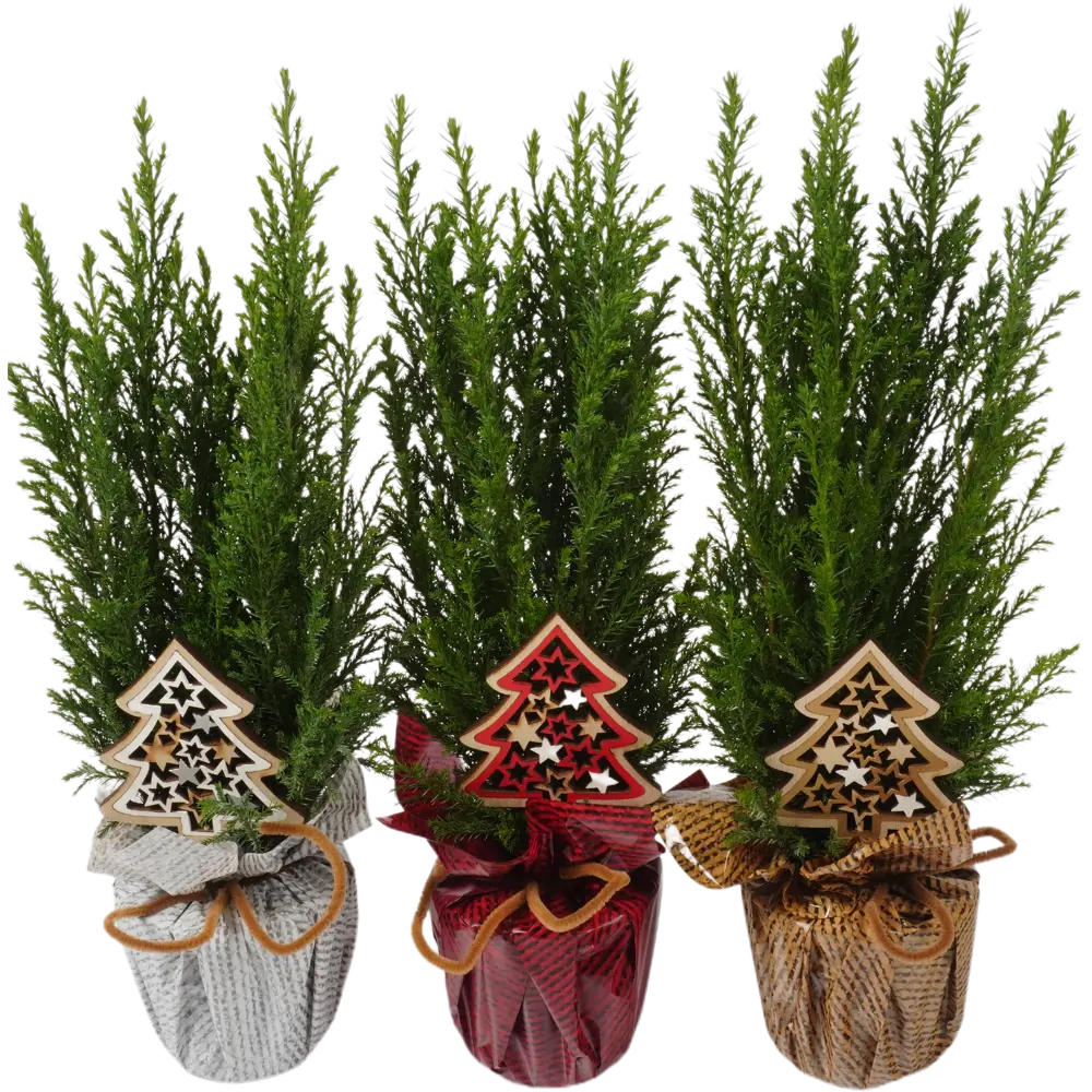 Кипарисовик Элвуди с декором ø9 h35 см Santreyd STLM-2072177