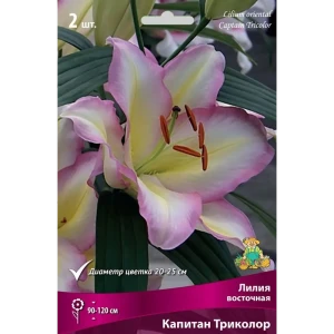 Лилии восточные Капитан Триколор луковица 16/18 83597435 STLM-2201364
