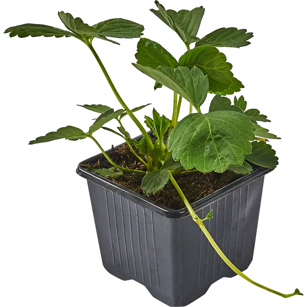 Земляника Эльсанта от Santreyd - сладкий урожай с августа 83597591