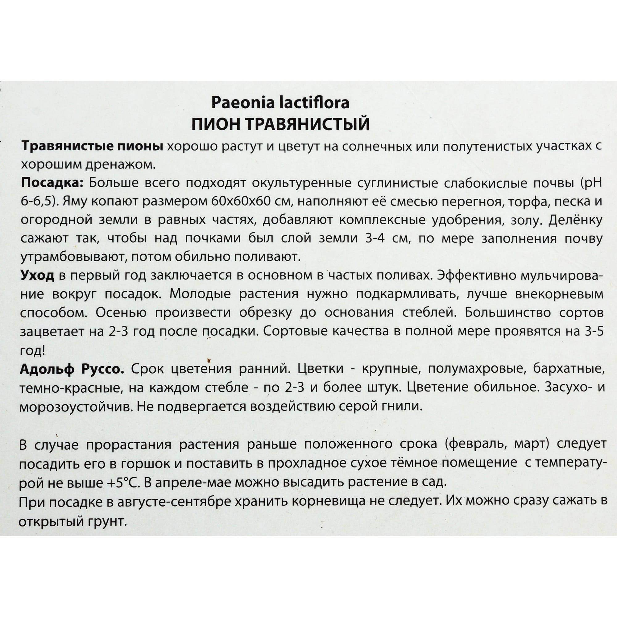 82118746 Пионы травянистые «Адольф Руссо», 1 шт Santreyd  - Вид №2