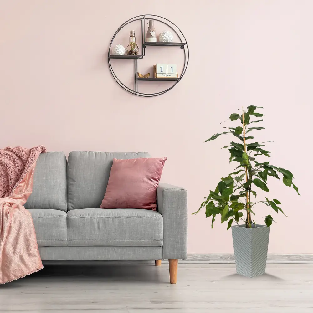 Фикус бенджамина Роялти Микс More Lips 17x70 см 82771274 STLM-2155241 MORELIPS  - Вид №4