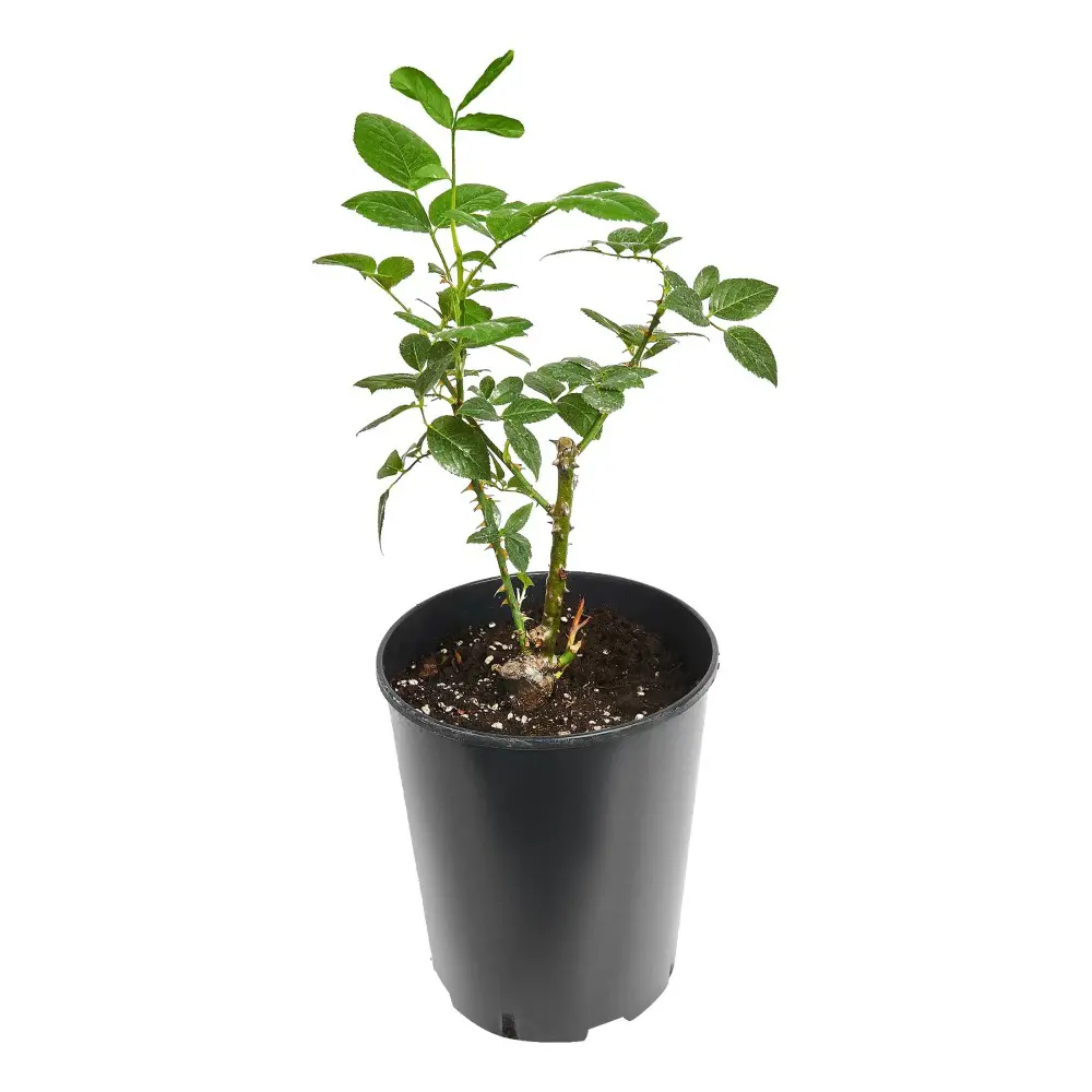Роза Флорибунда Баллада ø18 h20 см PLANTMARKET STLM-2042974 - Вид №1