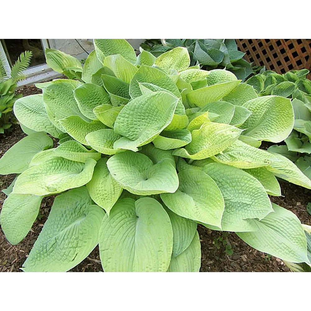 Хоста Август Мун 100 мм Santreyd STLM-2204657