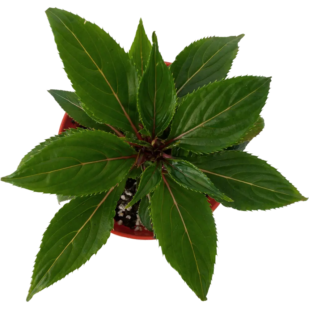 Бальзамин Новогвинейский микс 12x15 см 82560409 STLM-2197003 Santreyd  - Вид №1