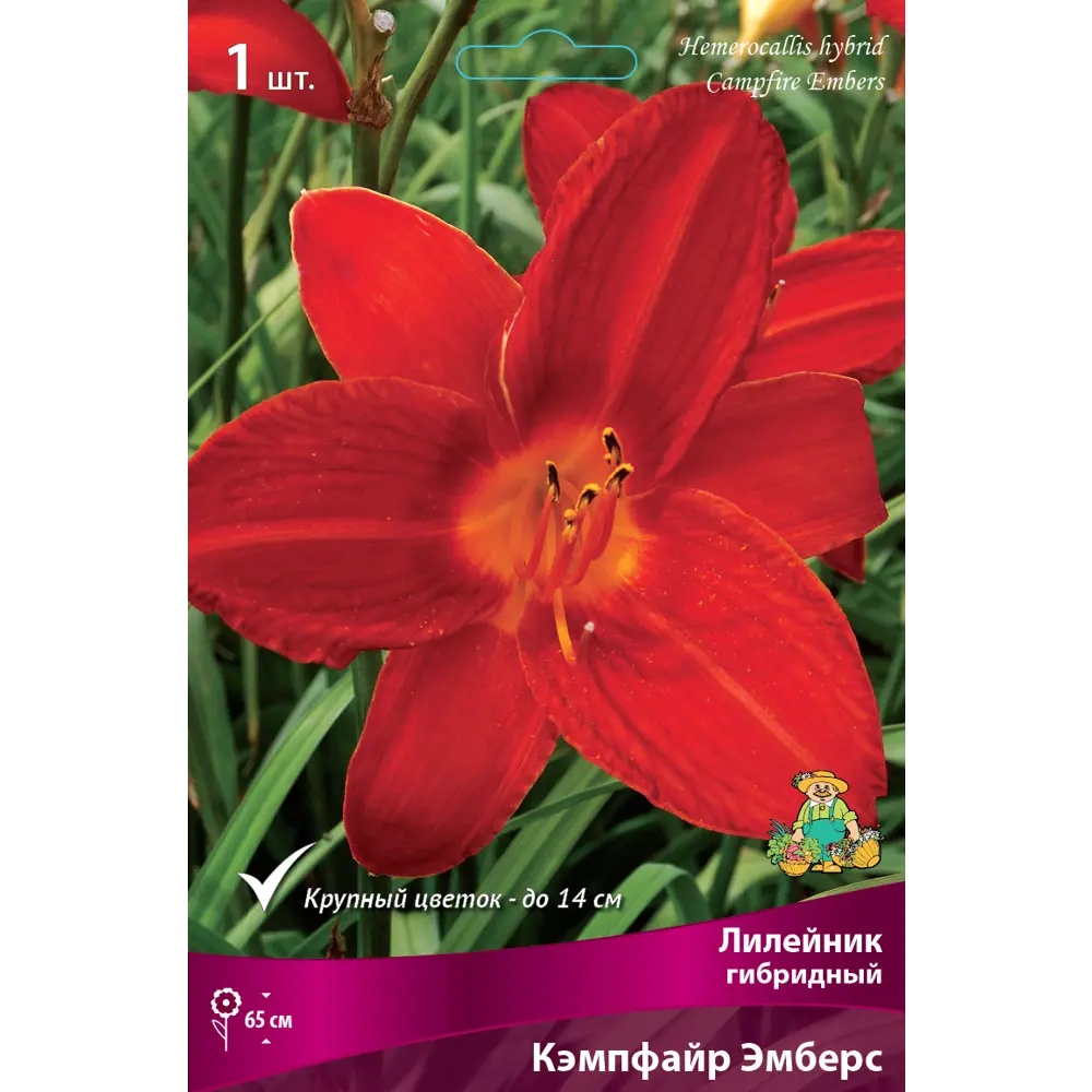Лилейник гибридный «Кэмпфайр Эмберс» разбор I 82661828 STLM-2192525 Santreyd 