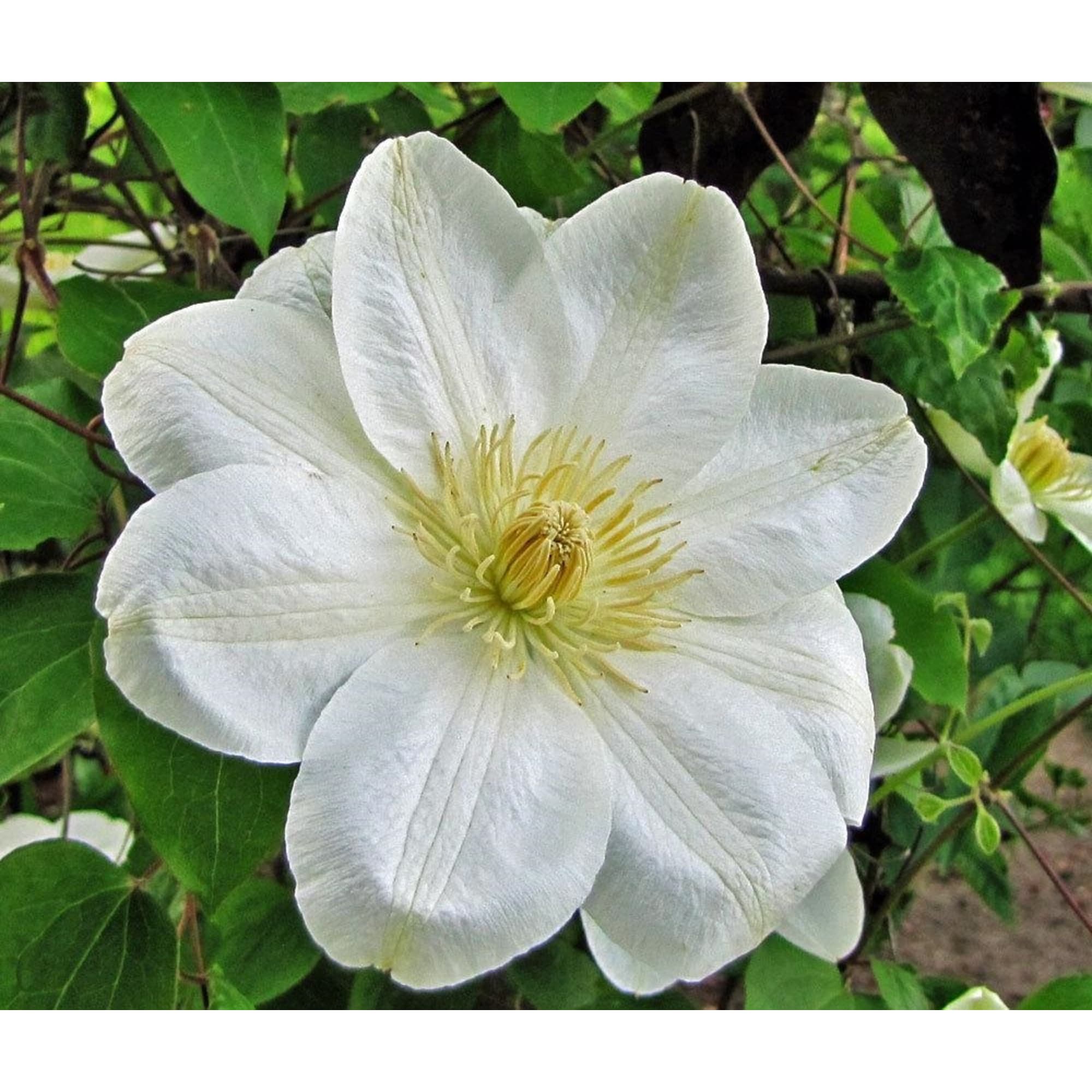 85324315 Клематис крупноцветковый Дженси Крим ø17 h50 см Santreyd  - Вид №1