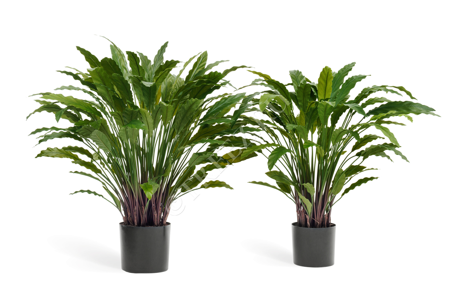 20.1010N Калатея в горшке Цветочная коллекция 