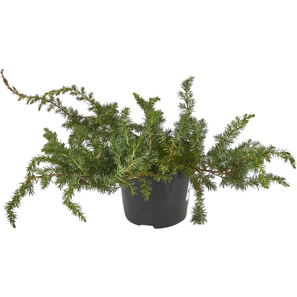 Можжевельник прибрежный Шлагер ø15 h45 см 84834049 STLM-2084972 PLANTMARKET  - Вид №1