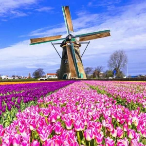 WP00977 Фотообои Verol Фотообои decoline 1х1 м