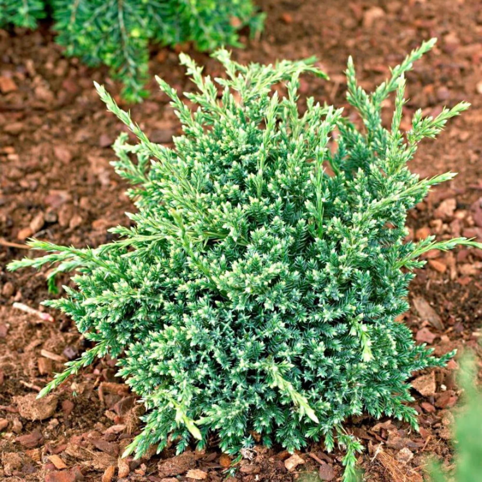 84872928 Можжевельник чешуйчатый Холгер h20 см Santreyd 