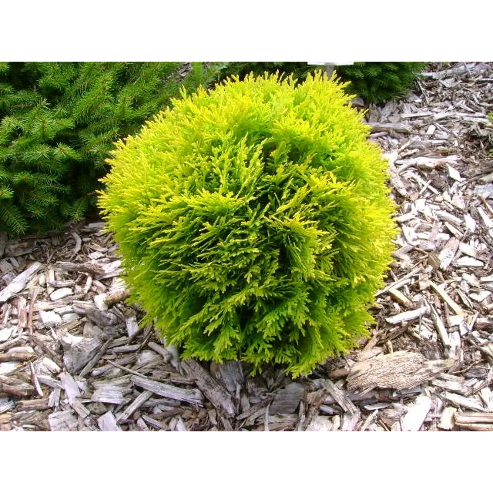Santreyd Туя западная Мириам - золотистый шар для сада 87718584 STLM-0075292 - Вид №3