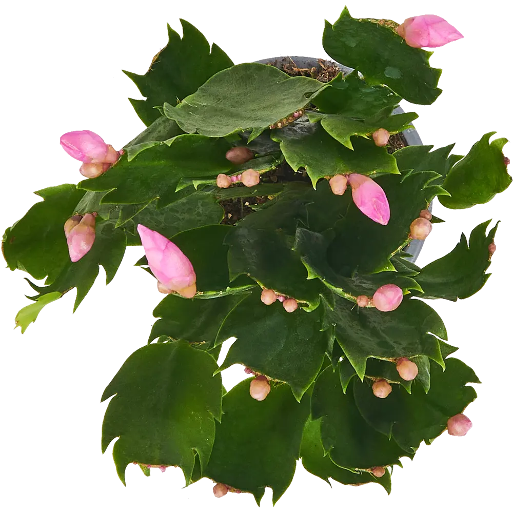 Santreyd Шлюмбергера микс - рождественский кактус в горшке ø10 h30 см 85325014 STLM-0061564 - Вид №2