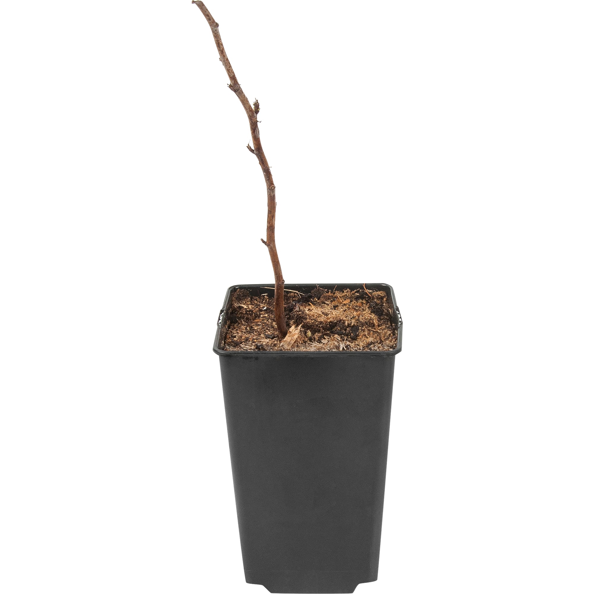 82597102 Малина «Метеор» C2 высота 40 см Santreyd 