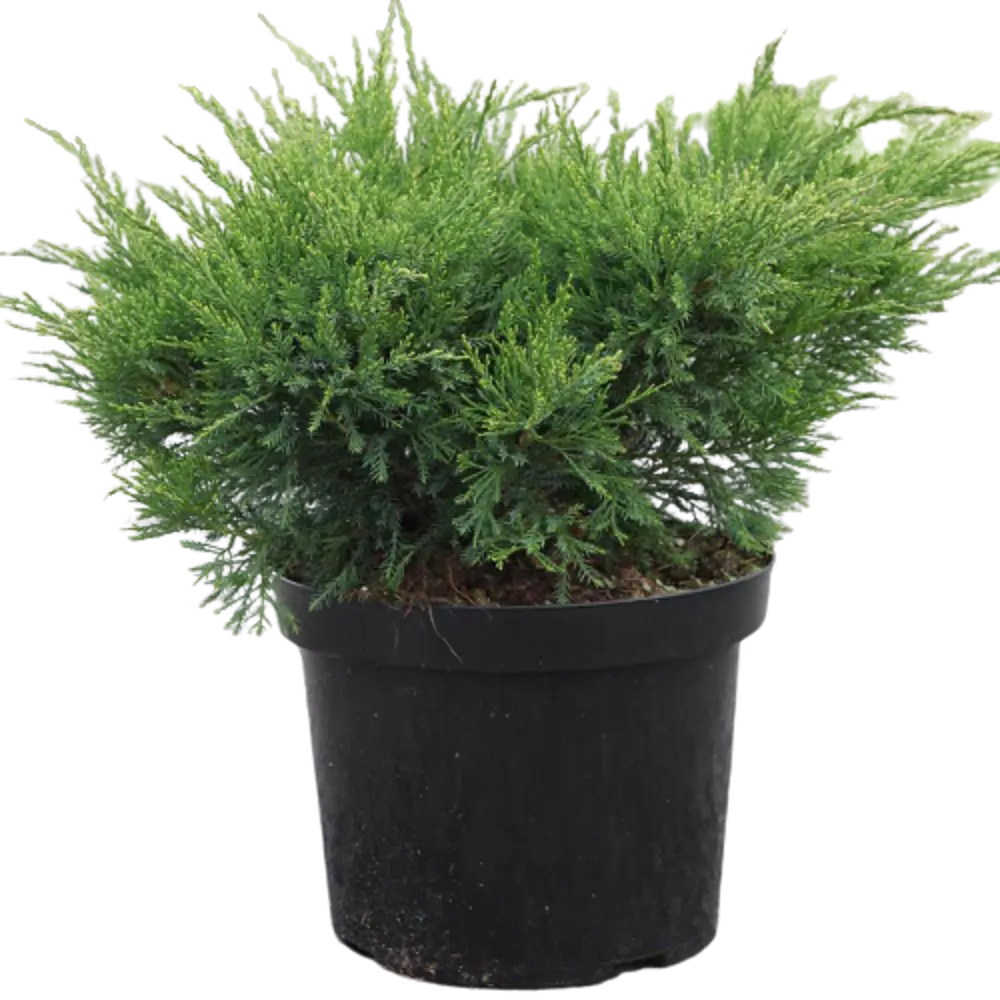Можжевельник средний Минт Джулеп ø19 h60 см 84834055 STLM-2020370 PLANTMARKET 