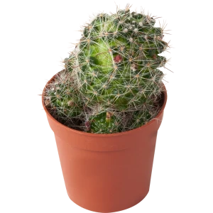 Кактус Маммиллярия 5.5x15 см 82384072 STLM-2186834