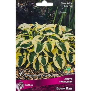 Хоста Брим Кап от Santreyd - многолетник с кремовой каймой 82319594