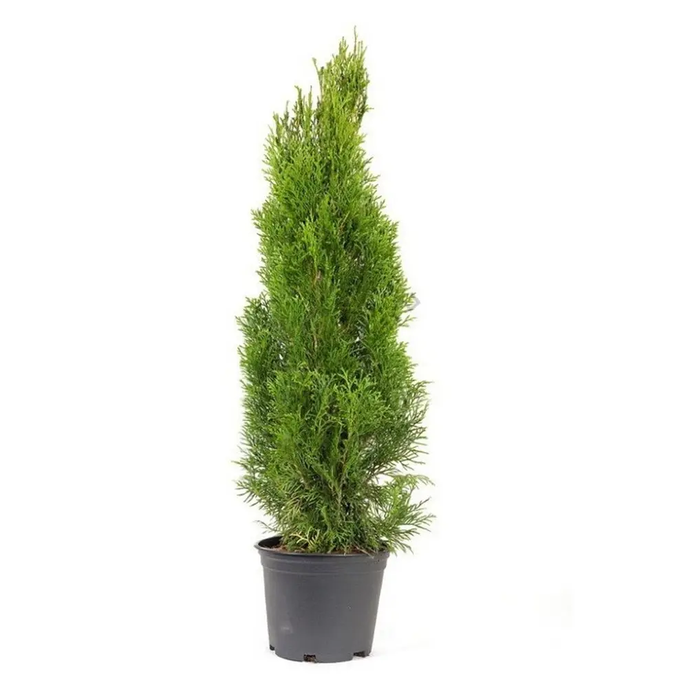 Туя западная Брабант ø40 h100 - 120 см 89465473 STLM-2143600 PLANTMARKET  - Вид №1