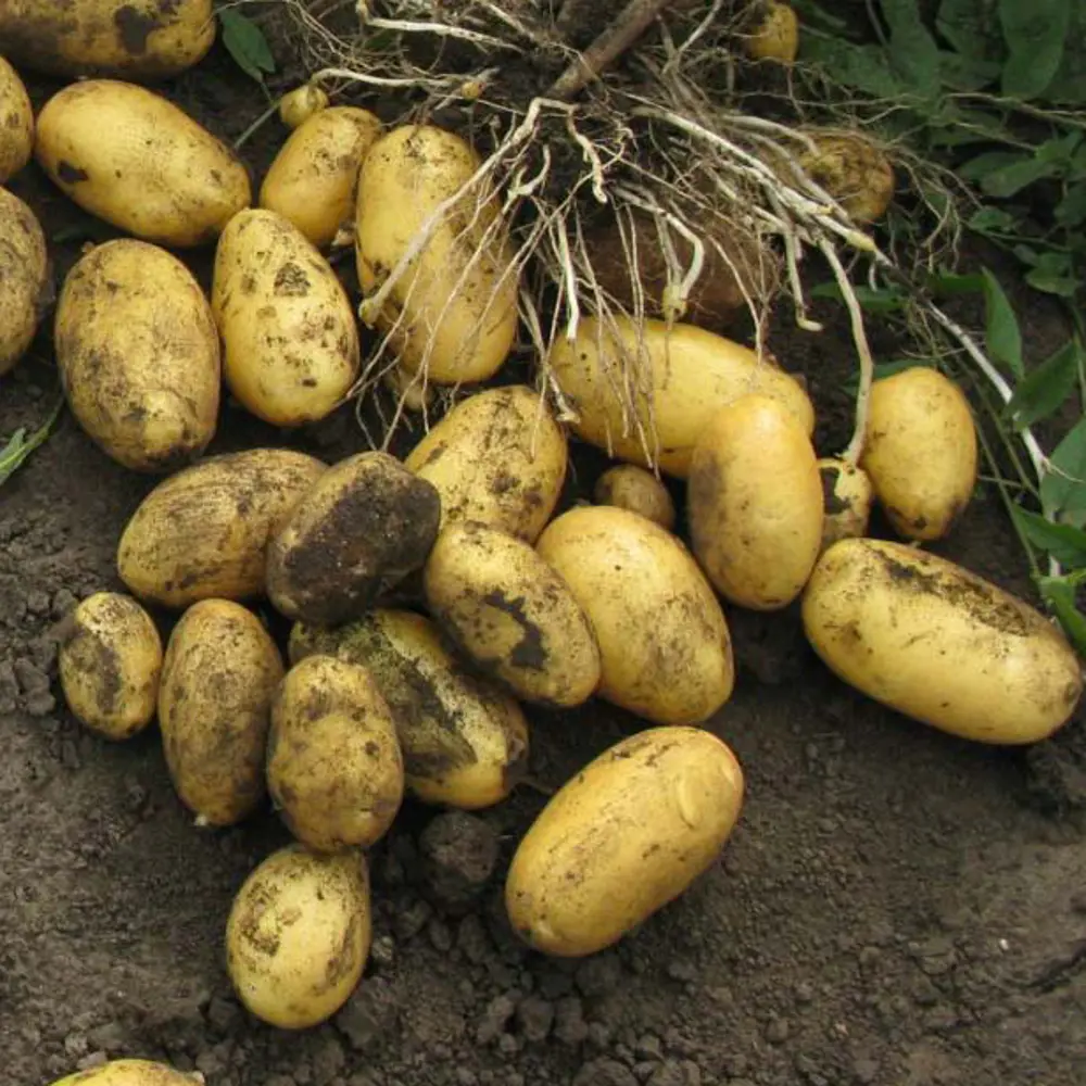 Семена Картофель семенной «Королева Анна» упаковка 1.5 кг Santreyd STLM-2123751