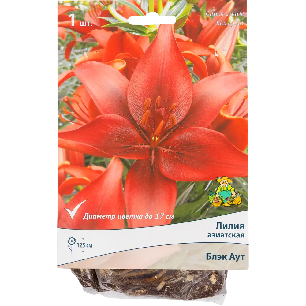 Santreyd Лилия Блэк Аут - насыщенно-красные азиатские гибриды для сада 82118708 STLM-0953740
