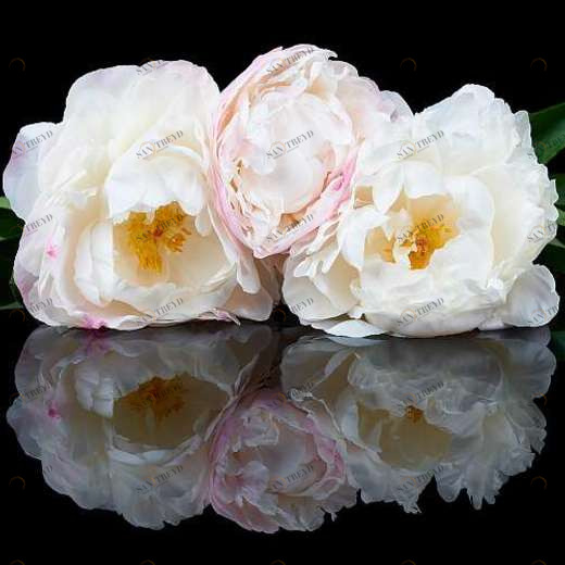 P-078 Фотообои DIVINO L&P 2х1.47 м P078