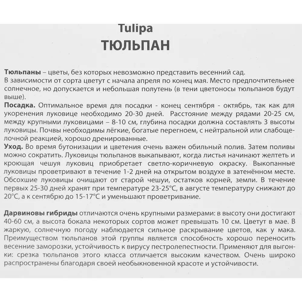 Тюльпан Дарвинов гибрид Черри Дилайт, 5 шт 85205602 STLM-2017858 ПОИСК  - Вид №2