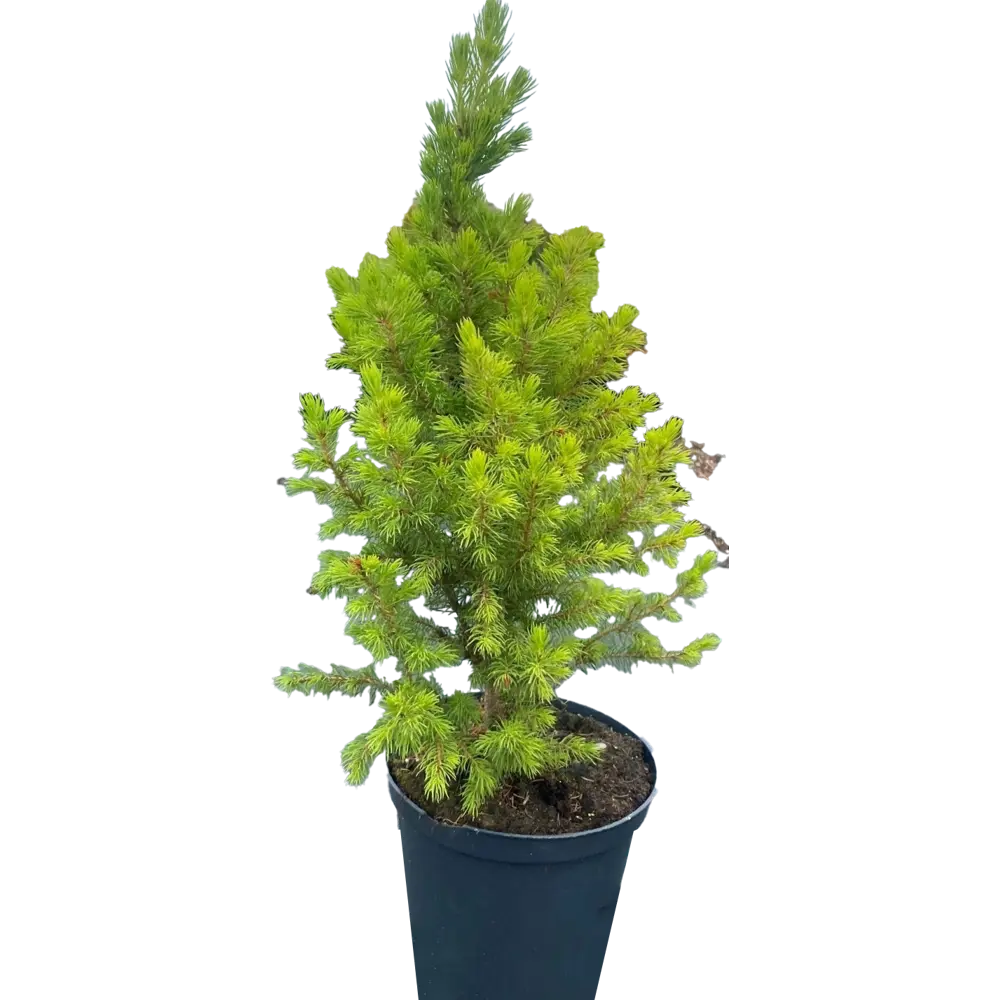 Ель Коника Десембер С2 h40-60 см Santreyd STLM-2192788