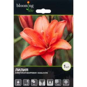 Лилия азиатская махровая «Игл Ай» 82539377 STLM-2157574