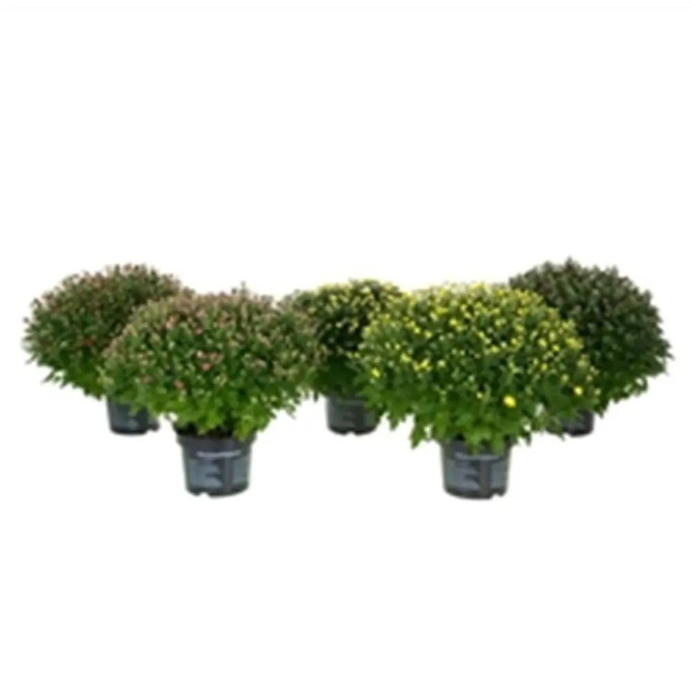 Хризантема шаровидная микс 19x40 см Santreyd STLM-2120198