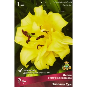 Лилия восточная Мах Экзотик Сан 85205753 STLM-2186378