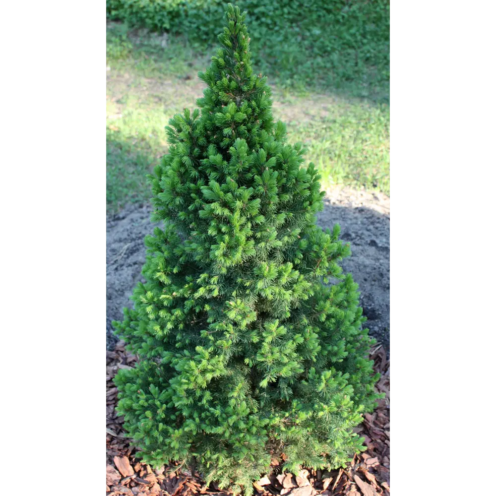 Ель сизая/канадская Десембер ø19 h40 см 85440400 STLM-2058304 PLANTMARKET 