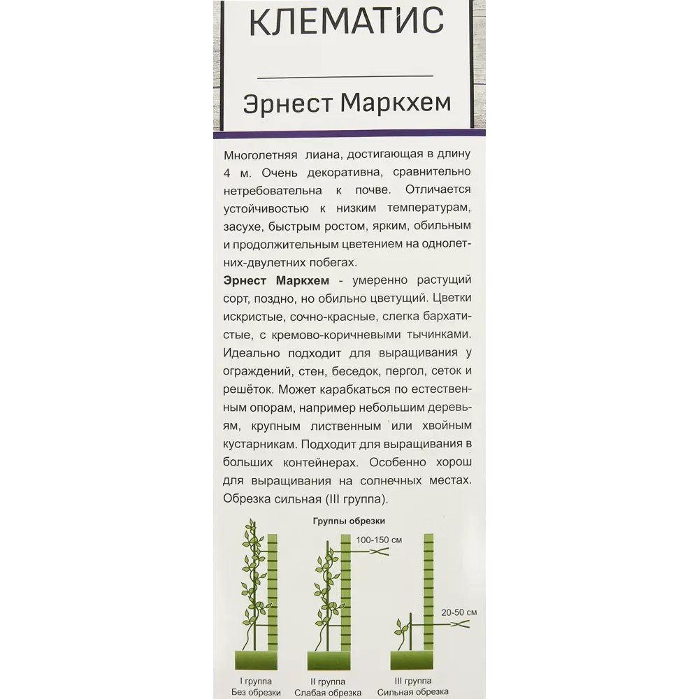 Клематис Эрнест Макхем в тубе Поиск Инвест 81951275 STLM-2196066 Santreyd  - Вид №3