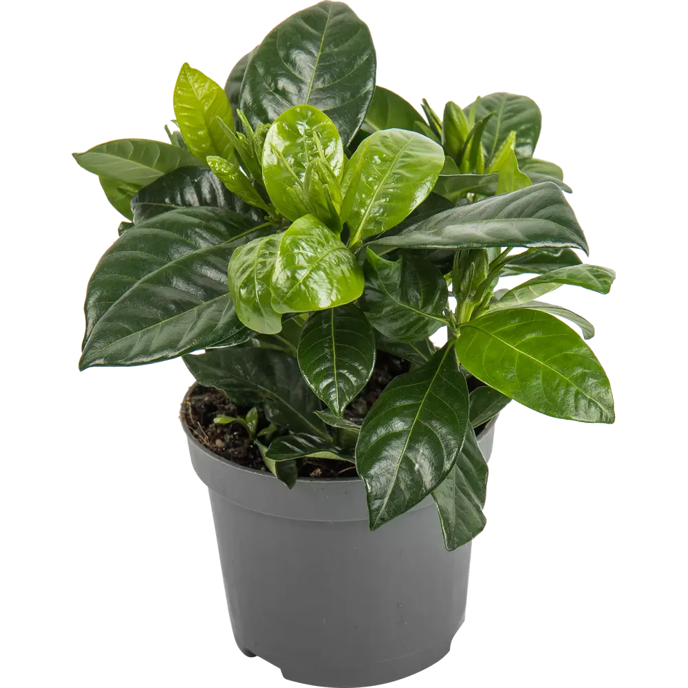 Гардения Жасминовидная 9x20 см 82548632 STLM-2175465 Santreyd 