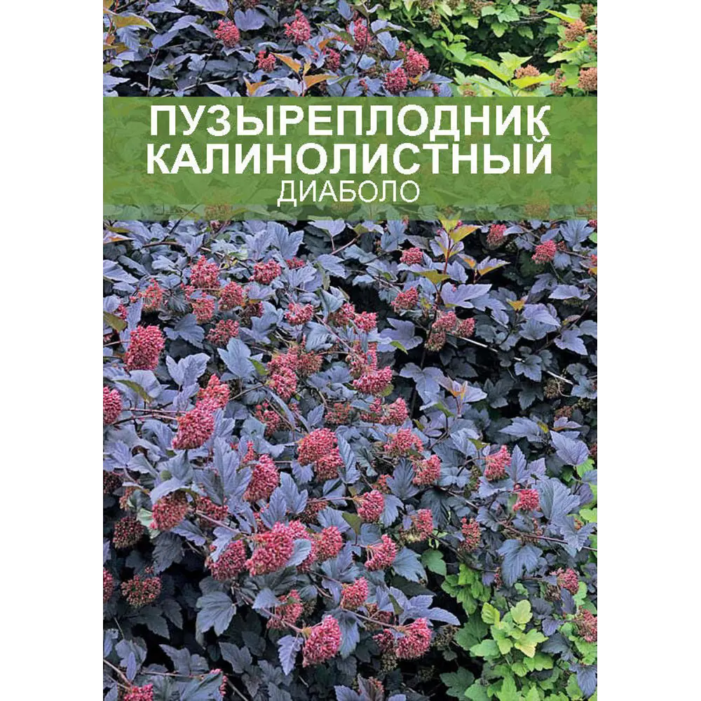 Пузыреплодник Диабло ø15 h35 см 85670445 STLM-2162386 Santreyd 