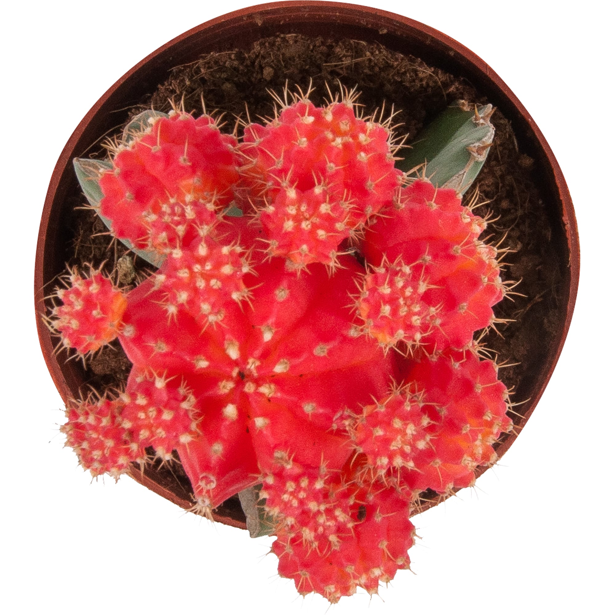 82565299 Гимнокалициум японский микс 8.5x20 см Santreyd  - Вид №1