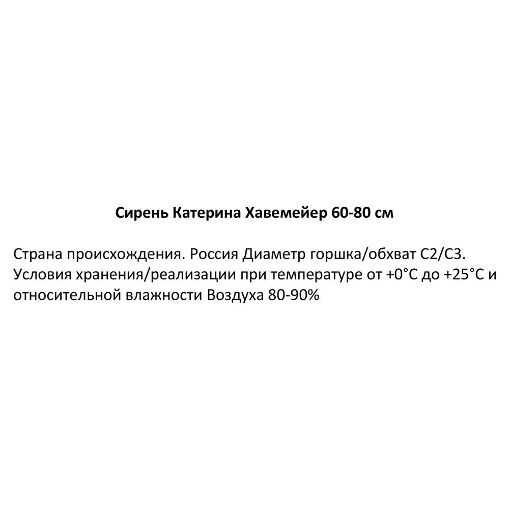 Сирень Катерина Хавемейер h30-40 см 85320139 STLM-2150376 Santreyd  - Вид №3