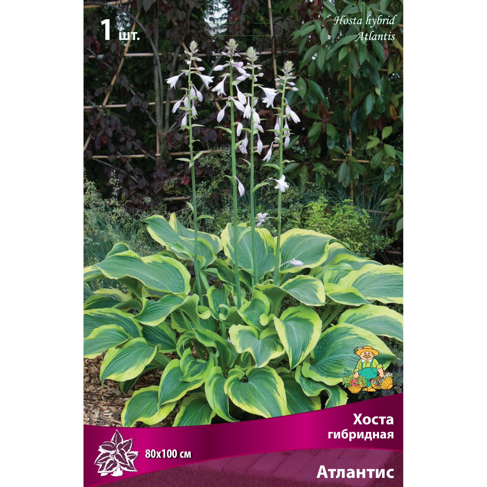 82118738 Хоста гибридная «Атлантис», 1 шт Santreyd 
