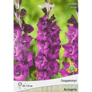 Гладиолус крупноцветковый Астарта, 3 шт 86410043 STLM-2085005