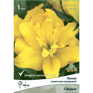 Лилия азиатская махровая Сандью 85205792 STLM-2079528