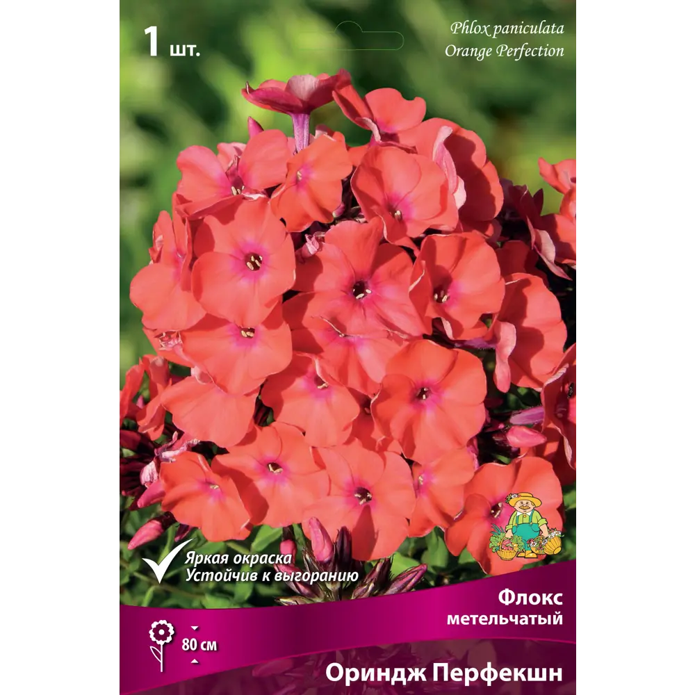 Флокс метельчатый «Ориндж Перфекшн» 82530307 STLM-2168005 Santreyd 
