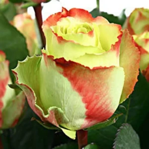 Роза чайно-гибридная «Зазу» 23x40 см 82601790 STLM-2106806