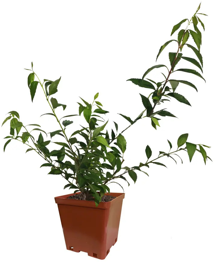 Форзиция Спектабилис от Santreyd - Солнечный кустарник для весеннего сада 82237762