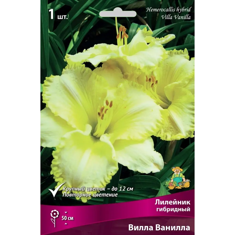 Лилейник гибридный Вилла Ванилла луковица I 83597575 STLM-2025623 Santreyd 