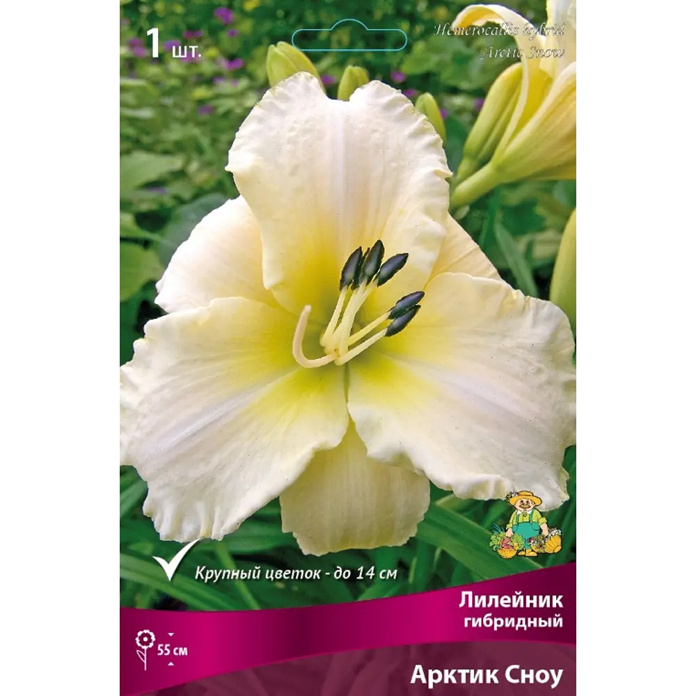 Лилейник гибридный Арктик Сноу луковица I 83597561 STLM-2023899 Santreyd 