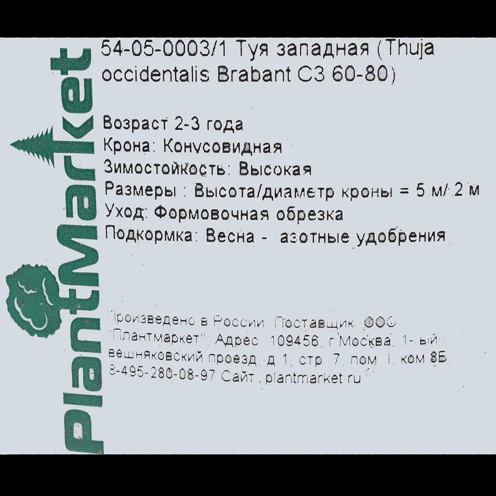 Туя западная «Смарагд» С3, 60-70 см PLANTMARKET STLM-2186965 - Вид №2