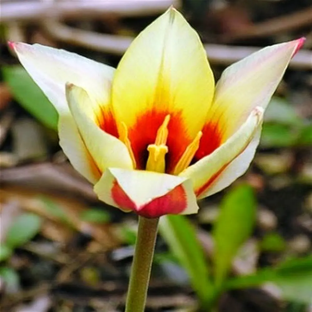 Тюльпан Chopin GEOLIA (6 шт/36) STLM-2012376