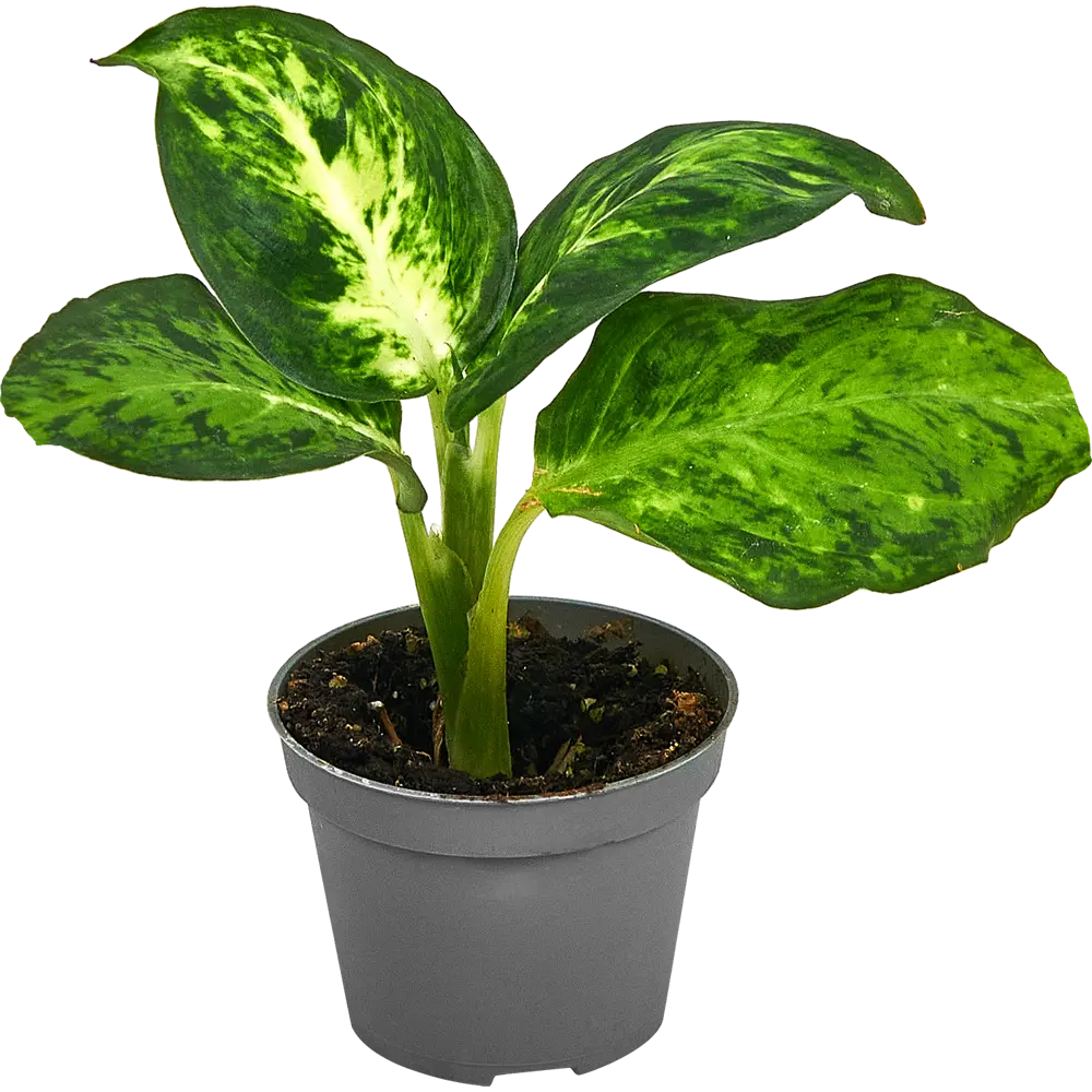 Диффенбахия Ами от Santreyd — тропическая элегантность в вашем интерьере 87819679