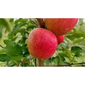 Саженец яблони Найдаред - морозостойкий сорт с красными плодами 89432290
