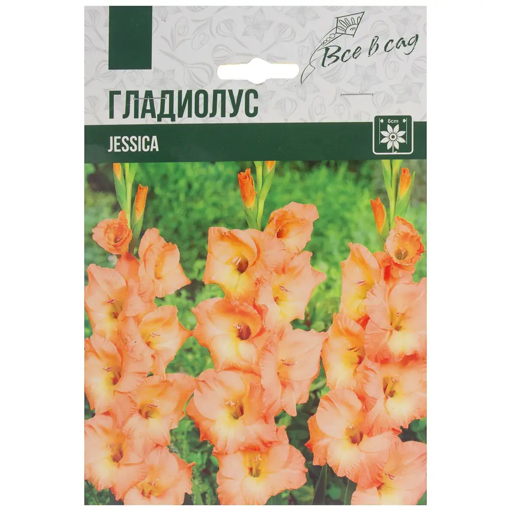 Гладиолус крупноцветковый Джессика 10/12, 7 шт Santreyd STLM-2123890