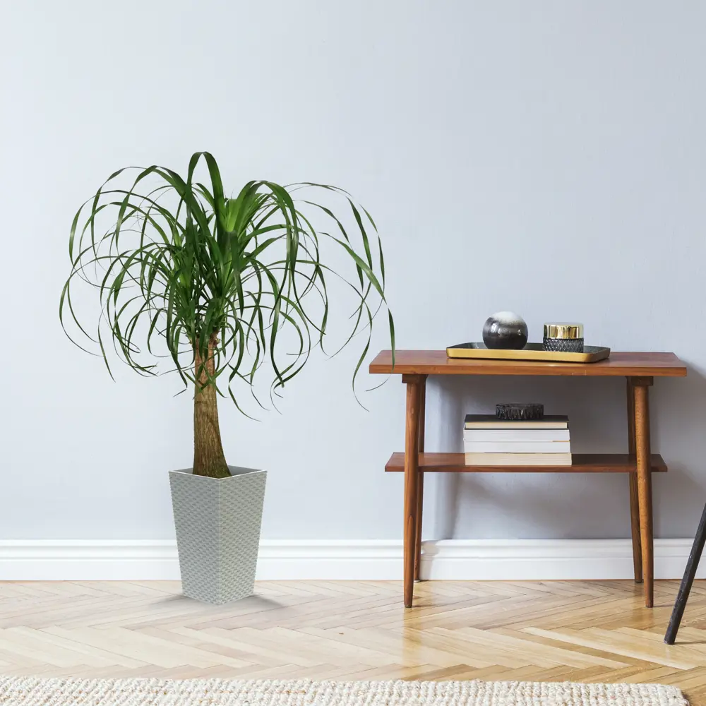 Santreyd Нолина рекурвата - комнатное дерево с пышной кроной 82578950 STLM-0030502 - Вид №2