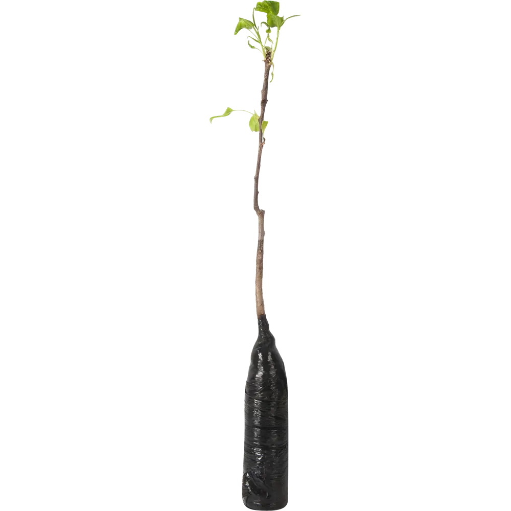 Груша Памяти Яковлева в тубе 82539560 STLM-2170097 BOTANIC COLLECTION  - Вид №1